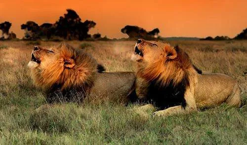 Lions rest together in grass at the Panthera Africa big-cat sanctuary.