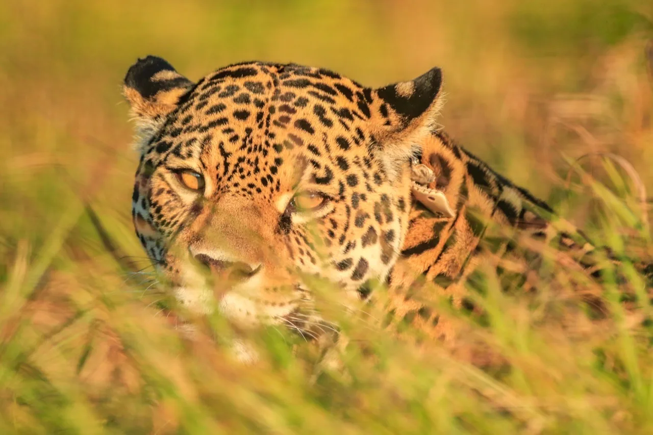 A jaguar peers forward from beside grass in a wetland habitat.