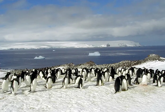 A dense colony of penguins gathers on a snowy Antarctic shoreline beside dark water.