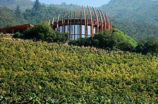 Rows of vines spread across a Chilean vineyard.