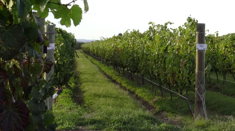 A vineyard spreads across low green hills.