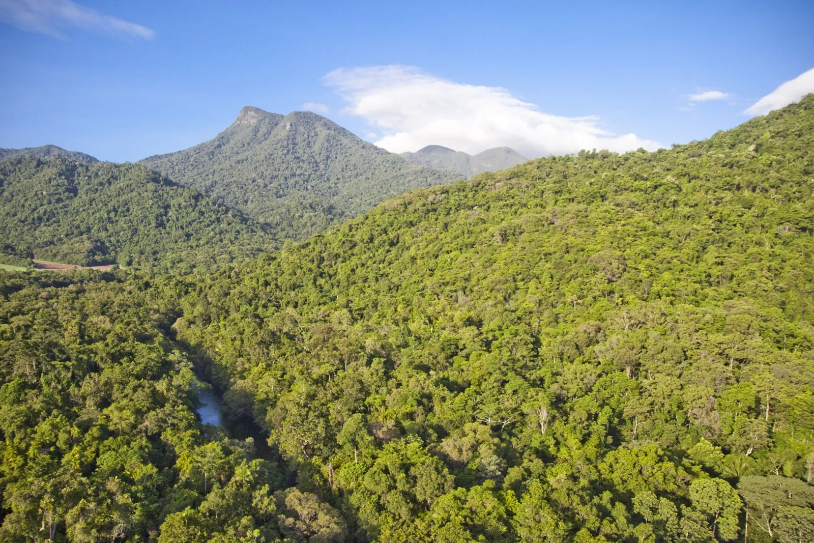 Dense tropical rainforest canopy in Queensland's Daintree region.