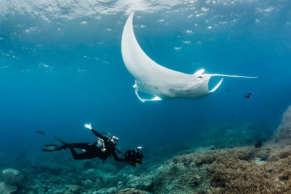 A diver swimming beside a large manta ray above a coral reef.