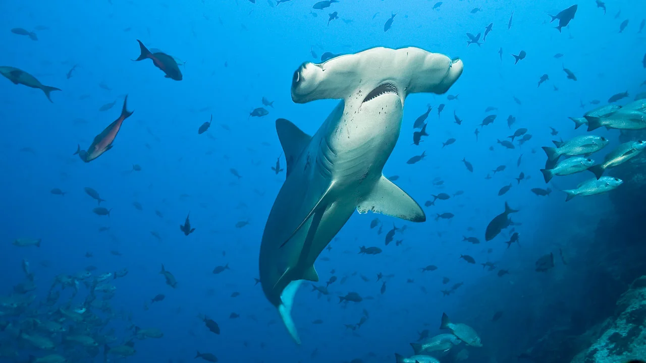 A hammerhead shark swimming among schools of fish in blue water
