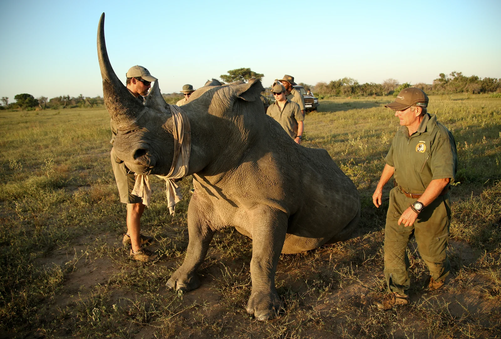 A rhinoceros with a field team in sunlit grassland.