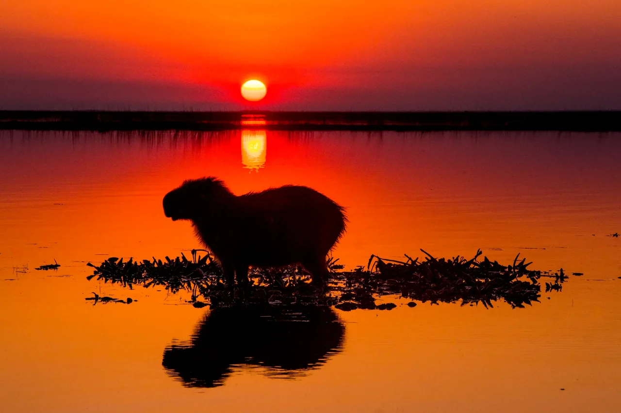 A capybara silhouetted beside water at sunset.