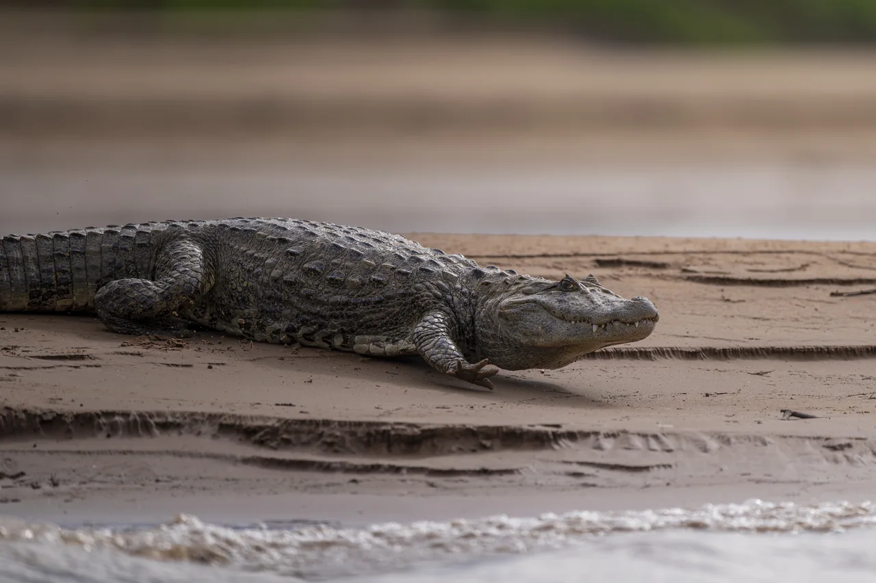 A caiman resting on a sandy riverbank beside the water.