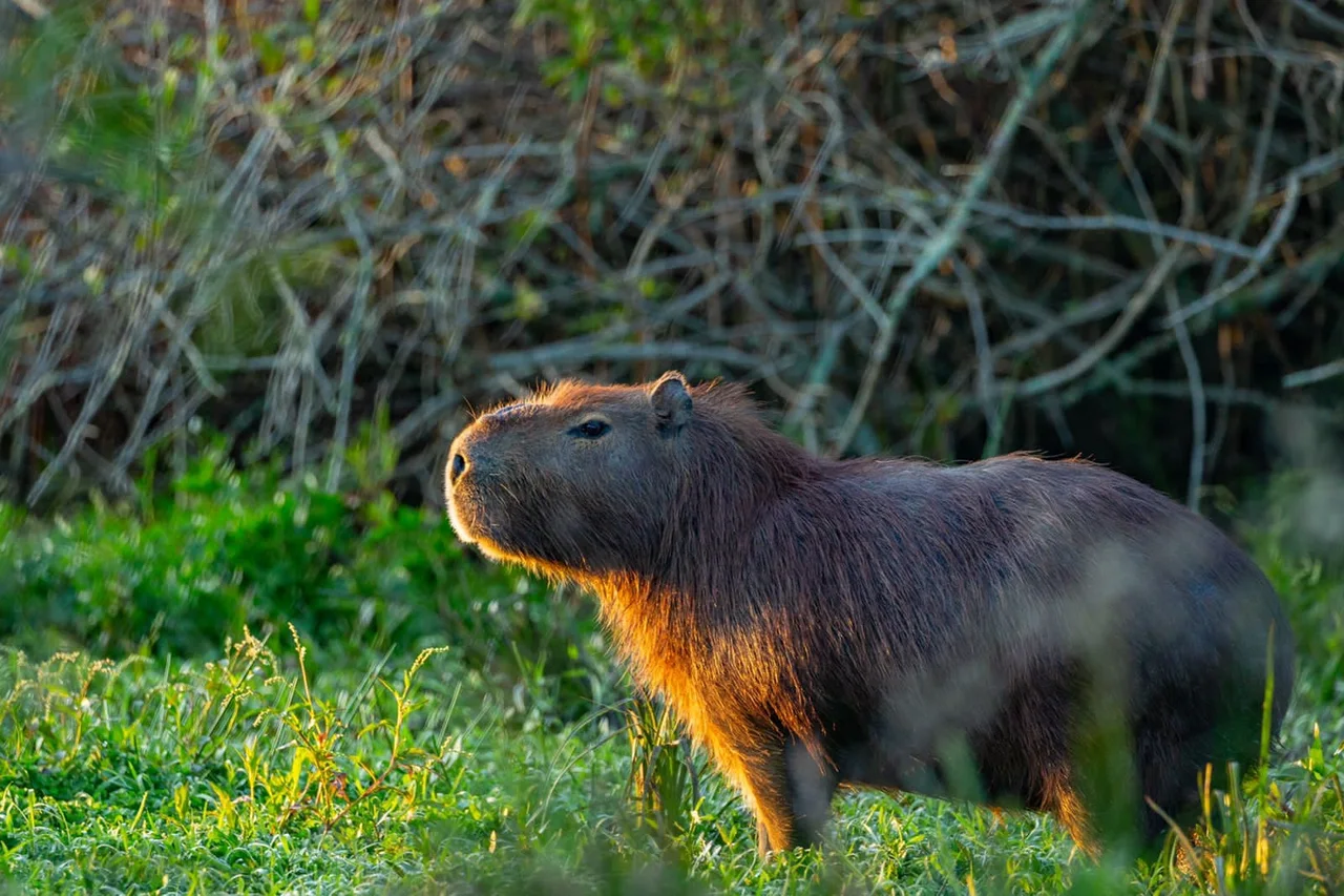 A capybara standing in green grass beside dense vegetation.