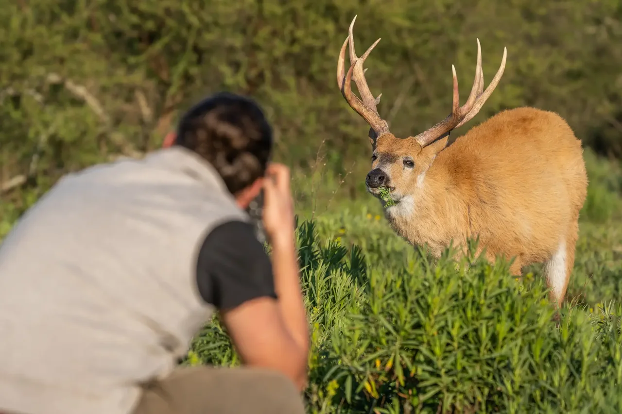 A photographer observing an antlered deer in green grassland.