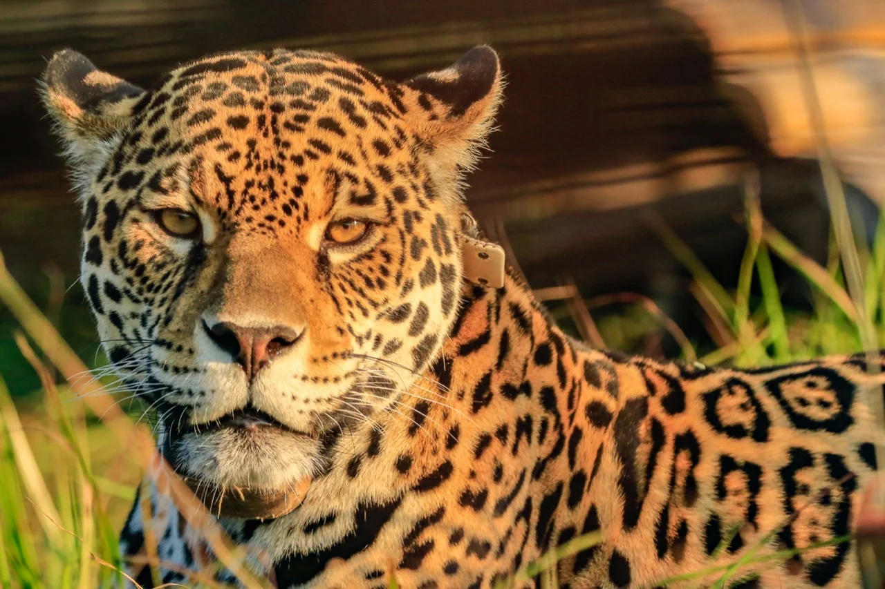 A jaguar resting in sunlit grass.