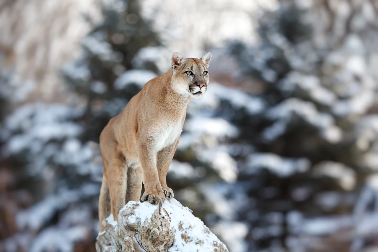 A puma standing on a rock in a snowy landscape.