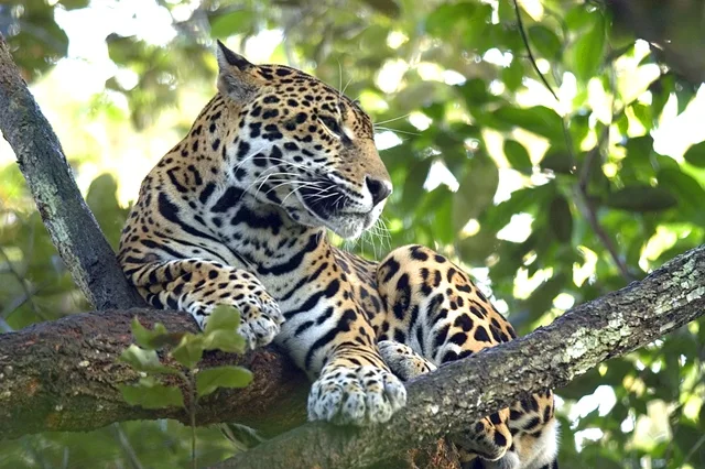 A jaguar resting on a tree branch amid green leaves.