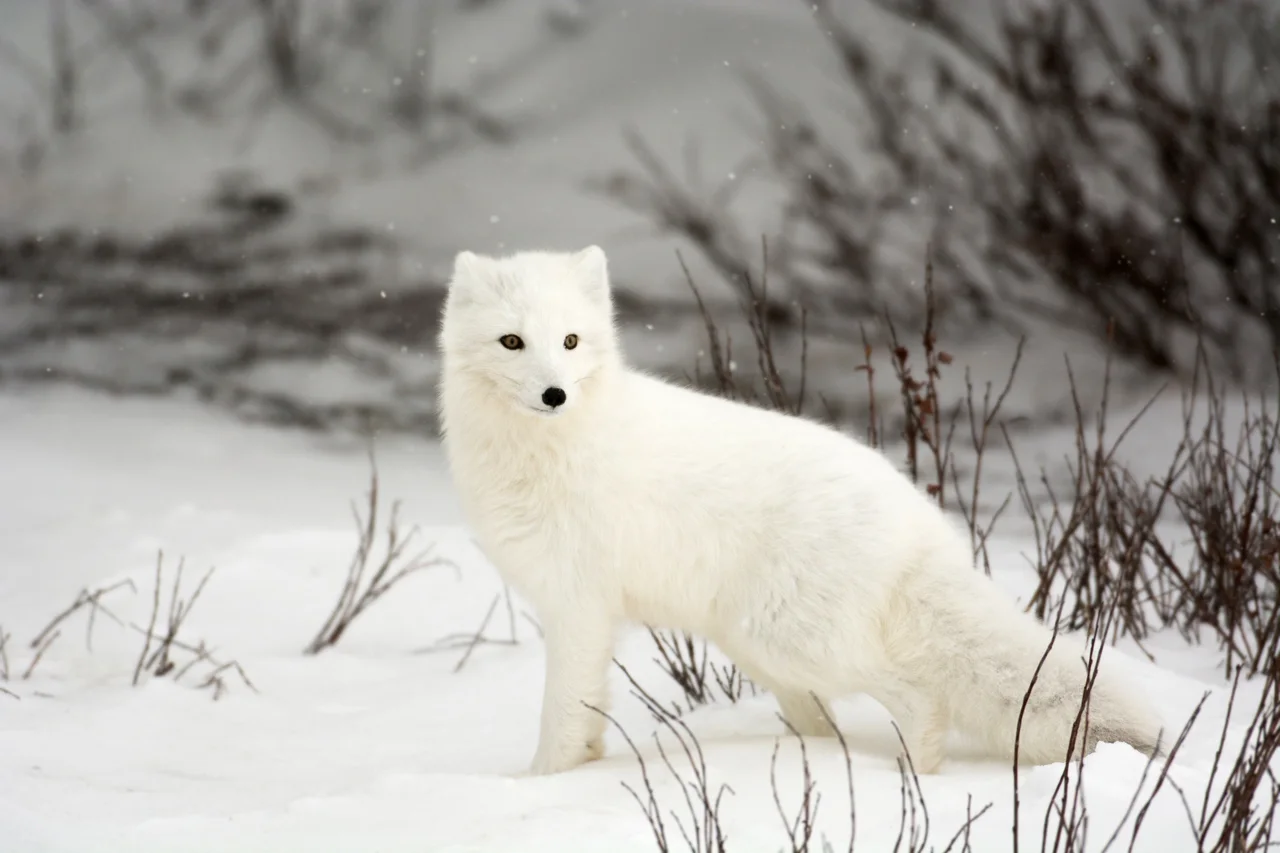 A white Arctic fox standing in snow among low shrubs.