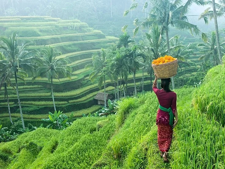 A person carrying a basket along a path beside green terraced rice fields.