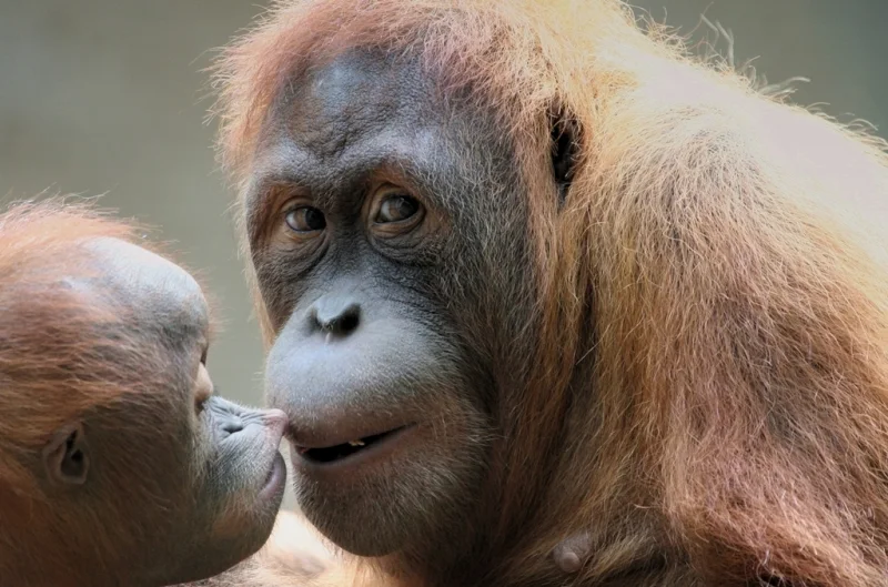 Close-up of an orangutan facing a smaller orangutan.
