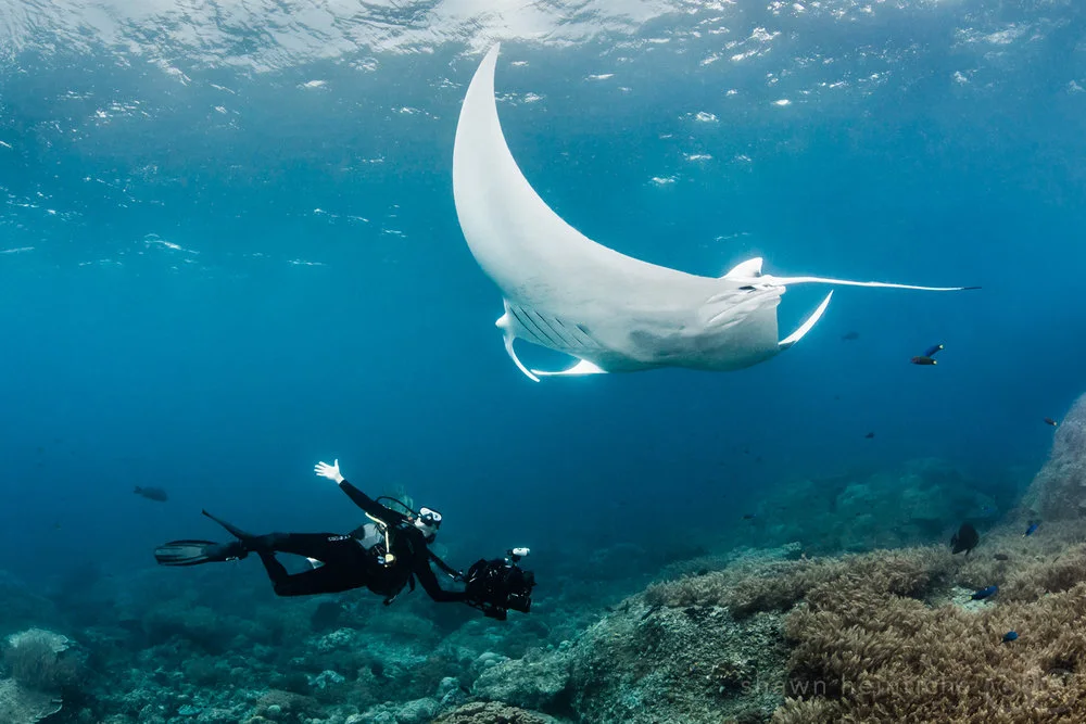 A manta ray swimming above a scuba diver in blue water.