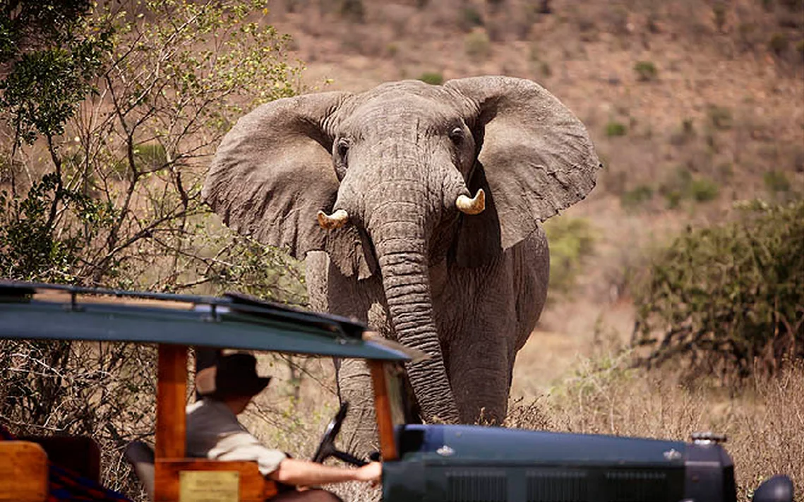 An elephant beside an open safari vehicle.