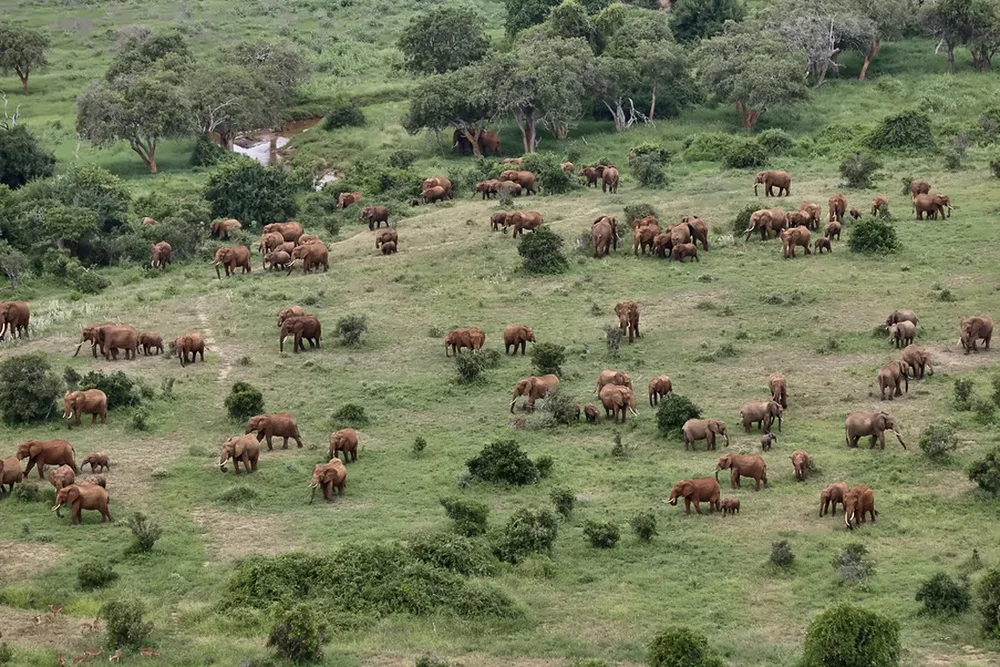 A large herd of elephants spread across green grassland.