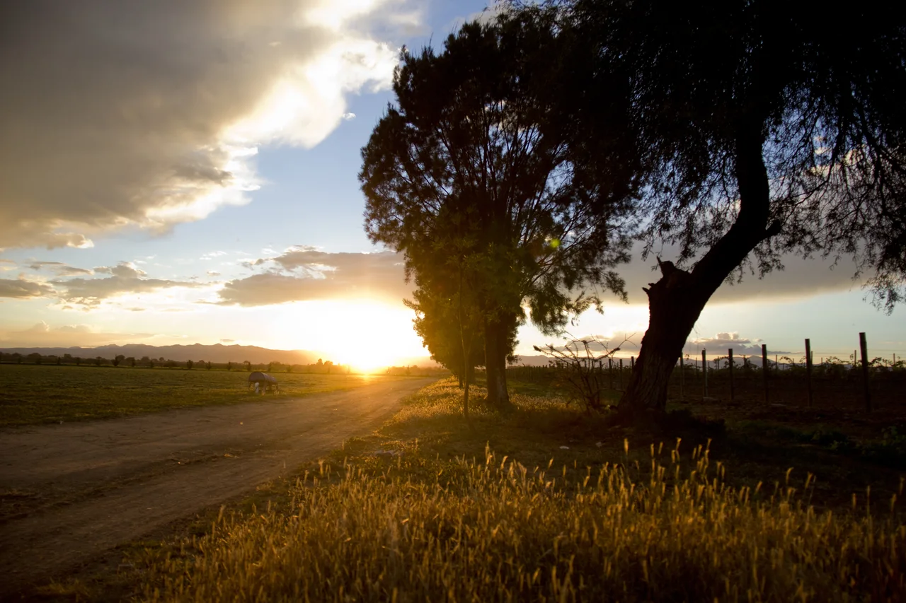 Sunset over open farmland beside a large tree.