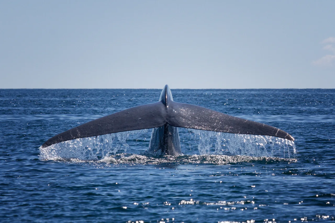A whale's tail rising above the blue ocean.