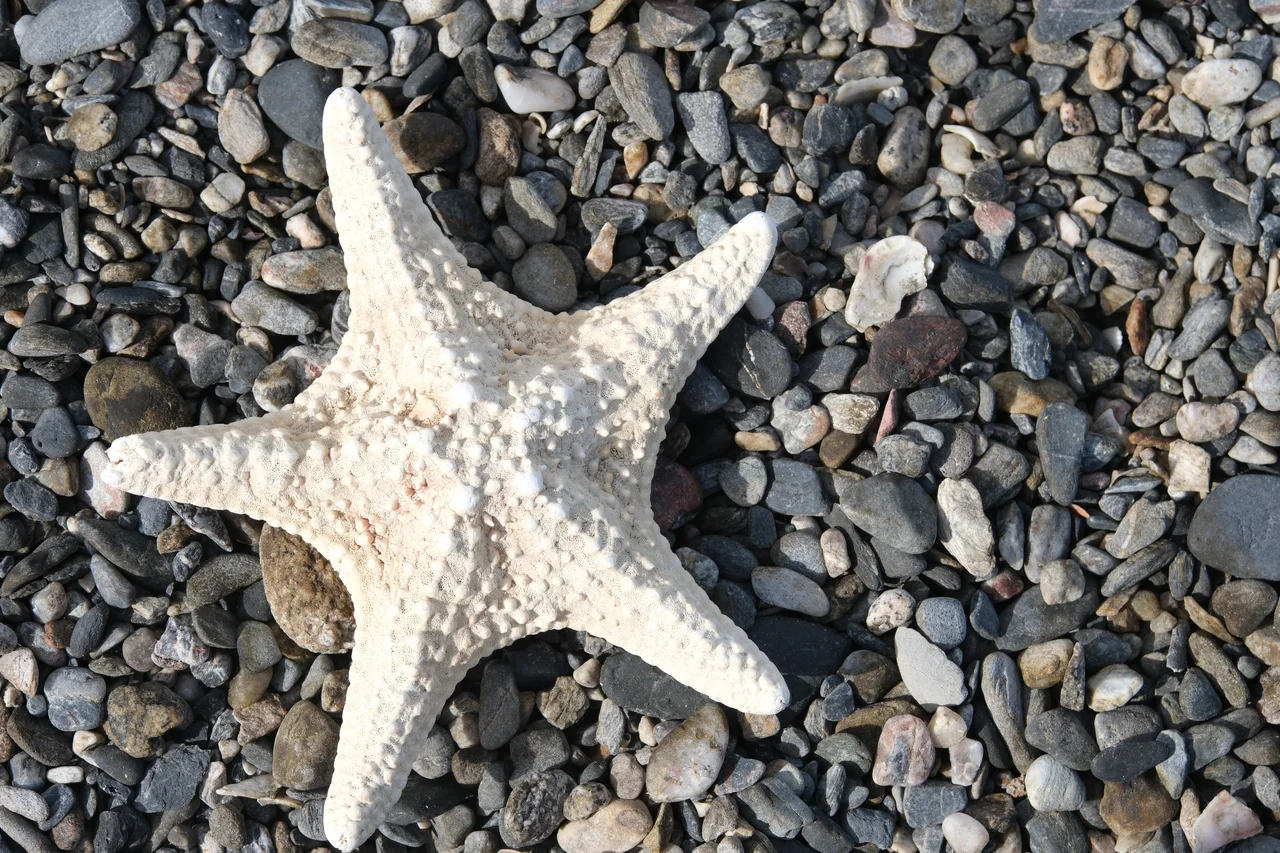 A pale starfish resting on dark pebbles.