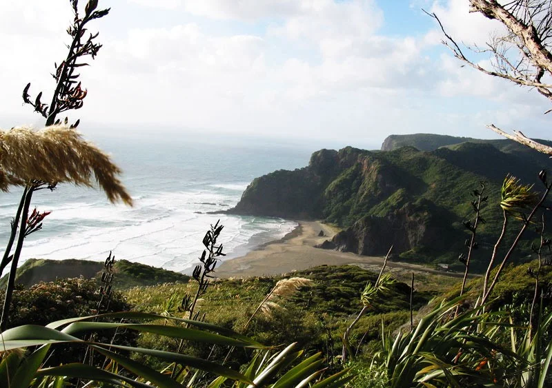 Native flax overlooking a sweeping beach and rugged green coastal headlands.