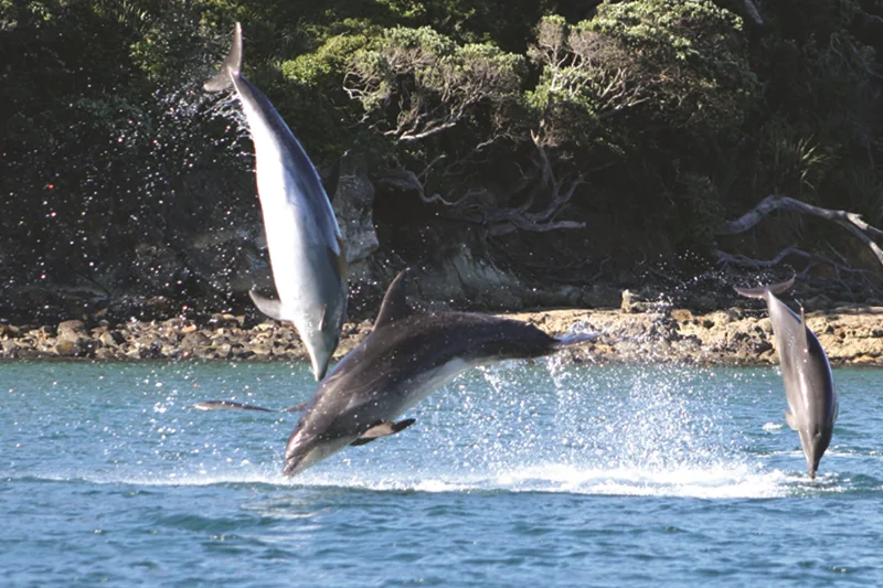 Dolphins leaping out of blue water near a rocky, wooded shoreline.