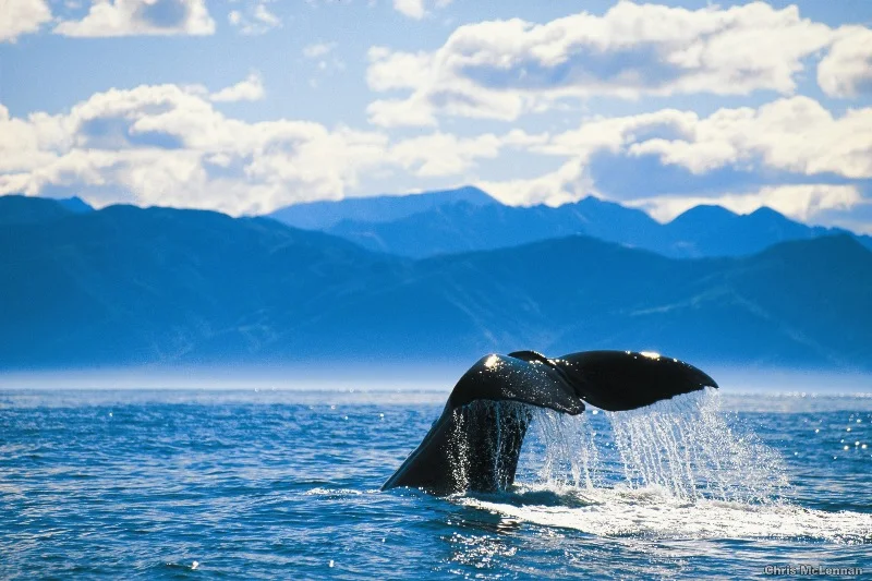 A whale's tail rising from blue water with mountains in the background.