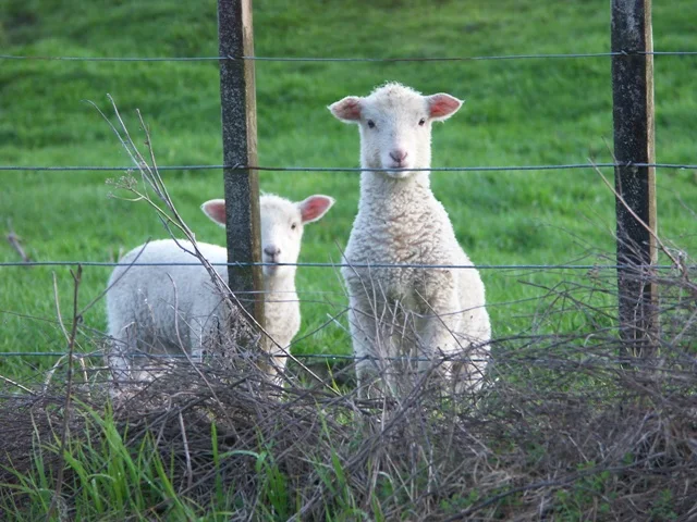 Two sheep standing behind a wire fence in a green paddock.