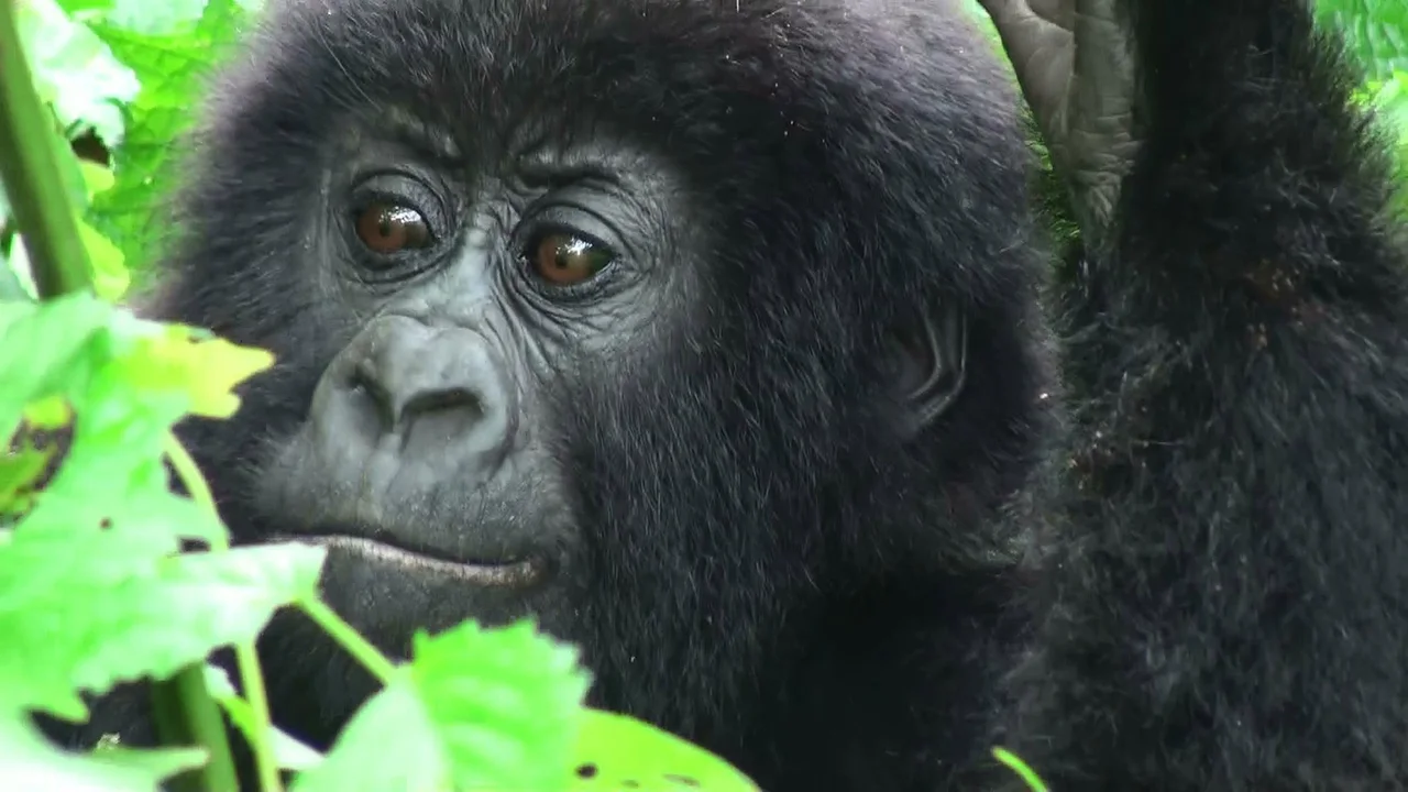 Close-up of a gorilla surrounded by green foliage.
