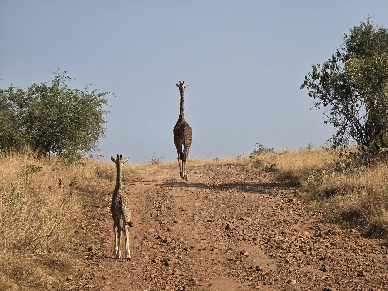 An adult giraffe and a young giraffe on a dirt track between dry grass and trees.