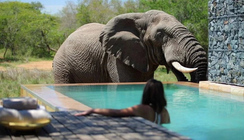 An elephant beside a swimming pool with a guest in the water.