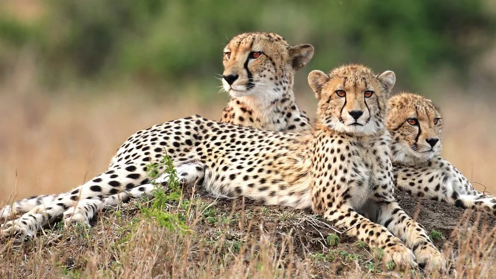 Three cheetahs resting together in the grass.