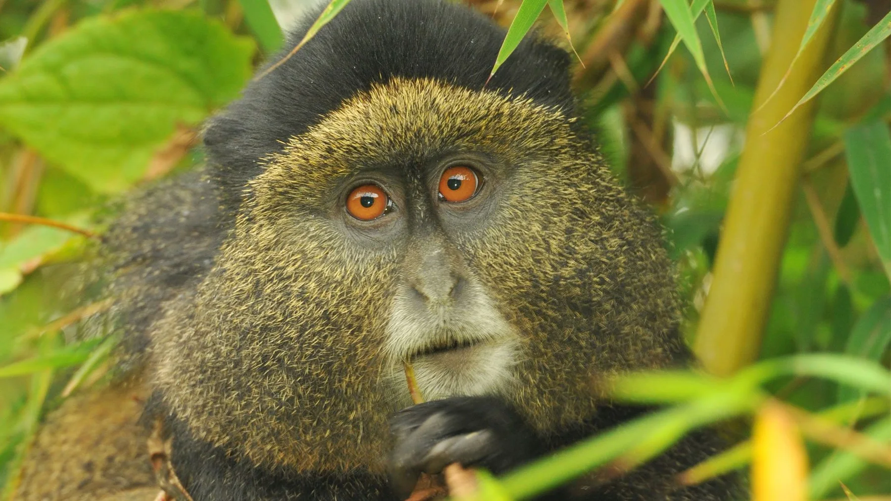 A close view of a golden monkey among green leaves.