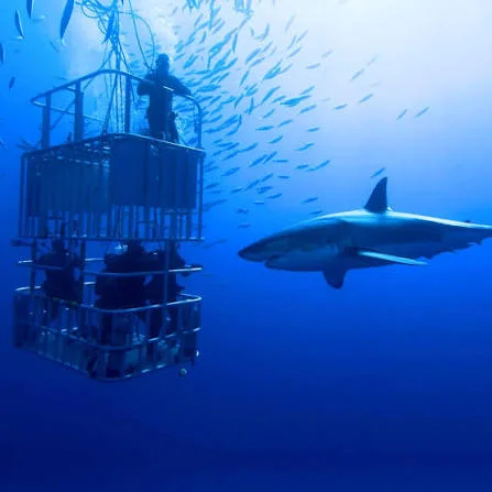 A diver stands in an underwater cage beside a shark.