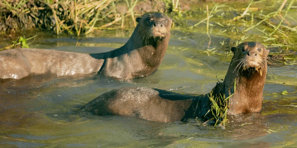 Two giant otters rest and swim in shallow water.