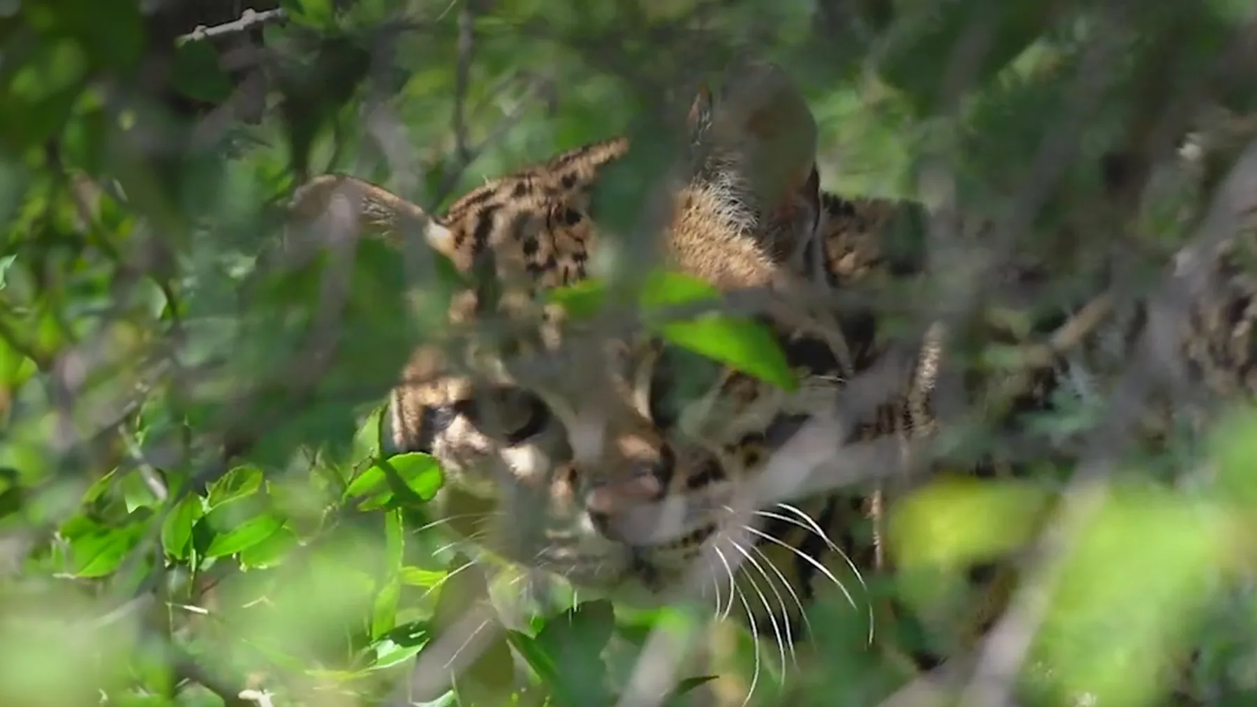 An ocelot peers through leafy branches in Iberá National Park.