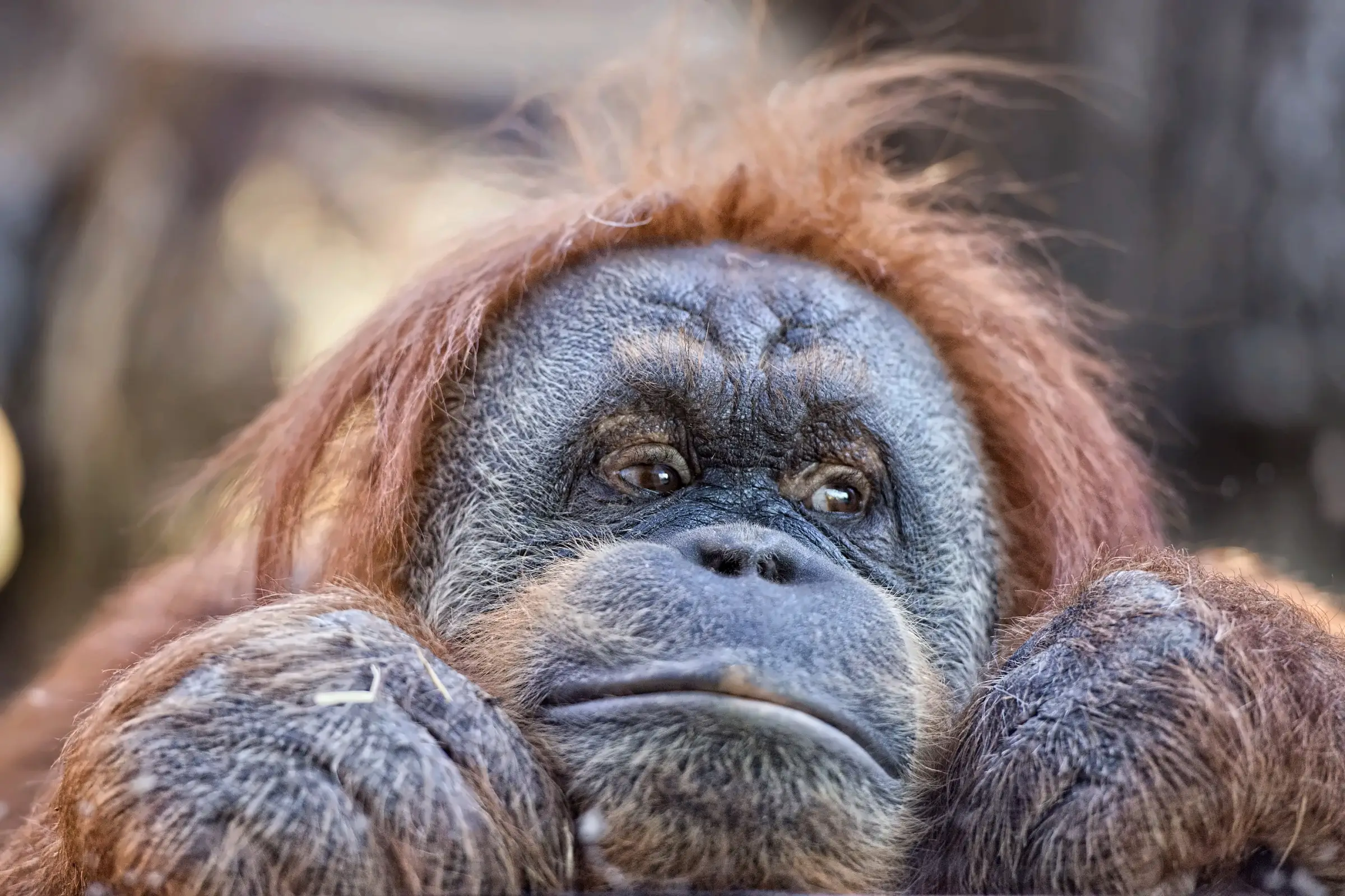 Orangutan, illustrating an orangutan rescue and conservation journey in Indonesia